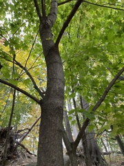 Acer platanoides
