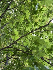 Acer platanoides