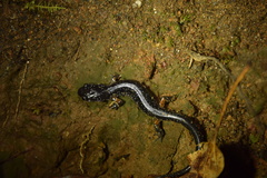 Plethodon shermani