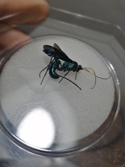 Trachysphyrus irinus