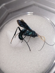 Trachysphyrus irinus