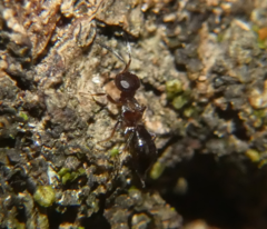 Brasema leucothysana