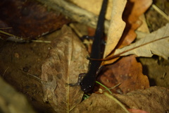 Plethodon shermani