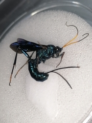 Trachysphyrus irinus