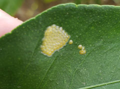 Uresiphita reversalis