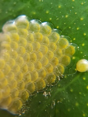 Uresiphita reversalis