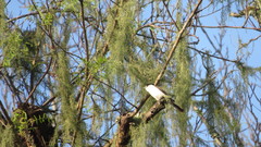 Xenopsaris albinucha