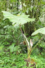 Xanthosoma purpureomaculatum