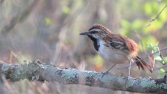 Myrmorchilus strigilatus