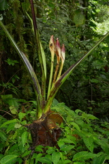 Xanthosoma purpureomaculatum