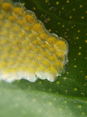 Uresiphita reversalis