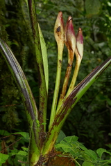 Xanthosoma purpureomaculatum