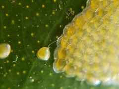 Uresiphita reversalis