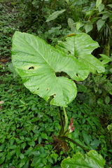 Xanthosoma purpureomaculatum