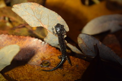 Plethodon teyahalee