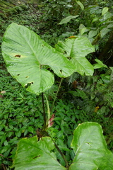 Xanthosoma purpureomaculatum