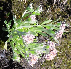Vellereophyton