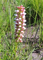 Disa obtusa hottentotica