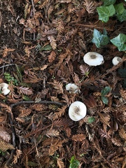 Agaricus