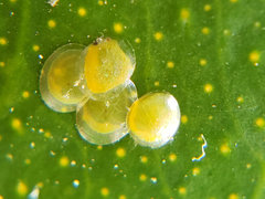 Uresiphita reversalis