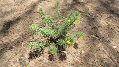 Scoparia montevidensis