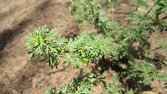 Scoparia montevidensis