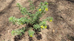 Scoparia montevidensis