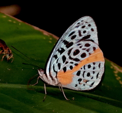 Eunica chlororhoa