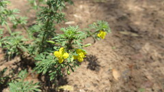 Scoparia montevidensis