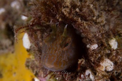 Parablennius intermedius