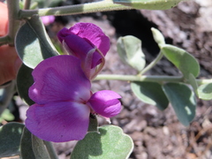 Podalyria hirsuta