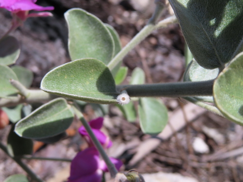Image of Podalyria hirsuta by (c) linkie, some rights reserved (CC BY)