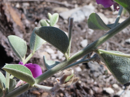 Image of Podalyria hirsuta by (c) linkie, some rights reserved (CC BY)