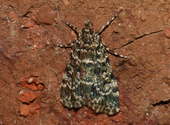 Scoparia objurgalis
