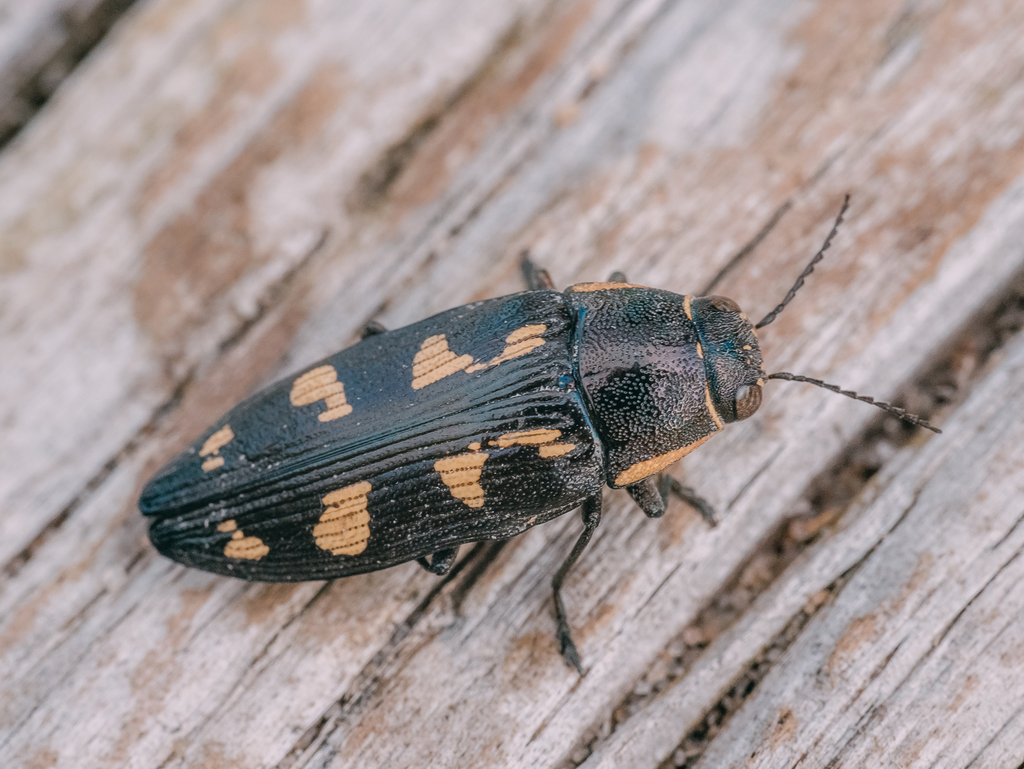 Buprestis novemmaculata