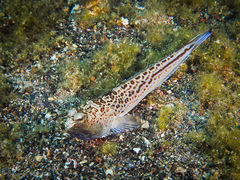 Trachinus radiatus