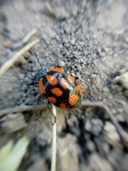 Stiretrus decastigmus