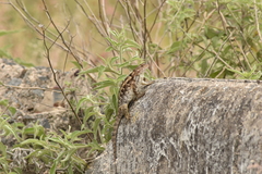 Sceloporus spinosus