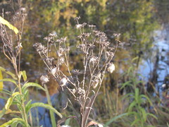 Jacobaea paludosa lanata