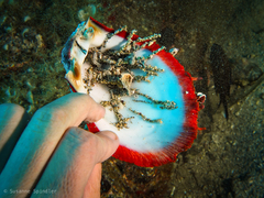 Spondylus senegalensis