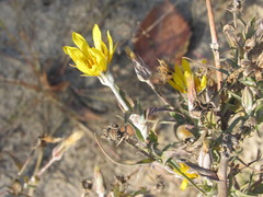 Tragopogon ucrainicus
