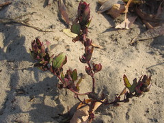 Chenopodium acerifolium