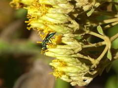 Temnosoma