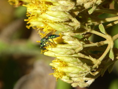 Temnosoma