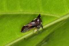 Lycoderes fuscus