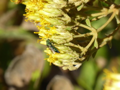 Temnosoma