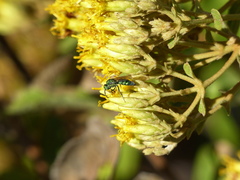 Temnosoma