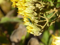 Temnosoma