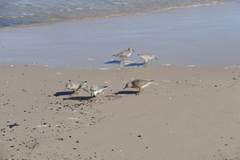 Calidris canutus