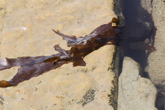Fucophycidae